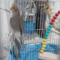 عروس هلندی و قناری|پرنده|اراک, |دیوار