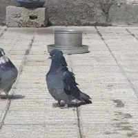 زاغ