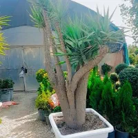 فروش تک و عمده گیاهان بیرونی و اپارتمانی