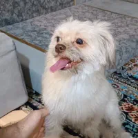 سگ نژاد شیتزو تریر|سگ|مشهد, وحید|دیوار