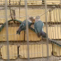 کوتوله برزیلی