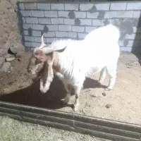 سلام خدمت دوستان یک نربزجوان دودندون