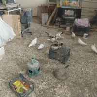 12 کبوتر تهرانی 1سیاه پوشت 1تعزینی با یک قفس