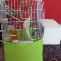 فروش سه عدد عروس هلندی با تمامی وسایل