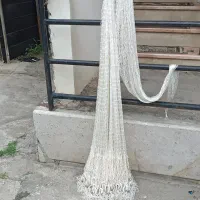 سالی کولی