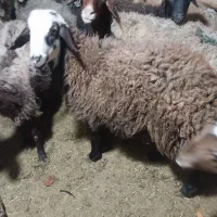بره لاغر