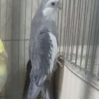 عروس هلندی|پرنده|قم, در بهشت|دیوار