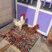 مرغ وخروس