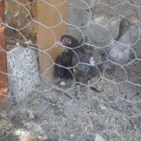 تخم لاری اصل نطفه دار|حیوانات مزرعه|دلند, |دیوار