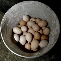 تخم مرغ محلی تازه نطفه دار