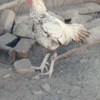 خروس|حیوانات مزرعه|بمپور, |دیوار