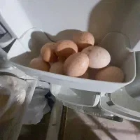 تخم مرغ محلی