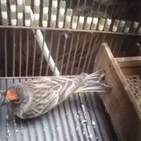 سهره گلبسر|پرنده|زرقان, |دیوار