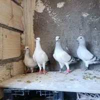 شامی کرمونی  نر ماده دوجفت