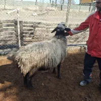 قوچ شال اصیل|حیوانات مزرعه|تهران, مقدم|دیوار