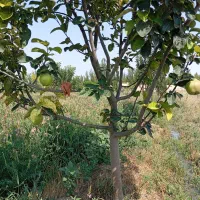 باسلام یک باب باغ در واقی روستای علی بلاغی|فروش زمین و ملک کلنگی|نمین, |دیوار