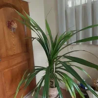 گل پاندانوس