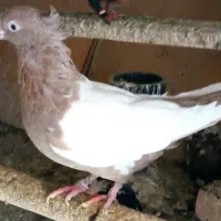 سین دمسیاه سینه ای