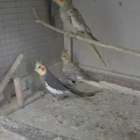 عروس هلندی بدلیل کمبود جا|پرنده|گرمسار, |دیوار