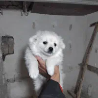 توله پامر روباهی|سگ|بجنورد, |دیوار