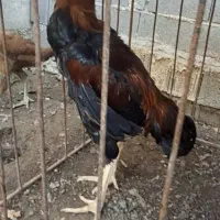 جوجه خروس لاری|حیوانات مزرعه|ساری, |دیوار