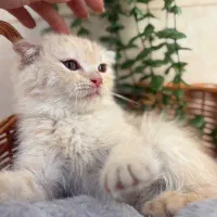 گربه اصیل|گربه|اصفهان, نقش جهان|دیوار