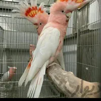 کاسکو کاکادو آرا شاه طوطی ملنگو راهب|پرنده|تهران, سید خندان (جلفا)|دیوار