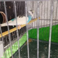 مرغ عشق اسپانگل هلندی رنگین کمانی فنچ