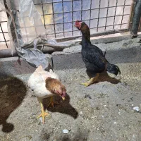 مرغ خروس کوشامو