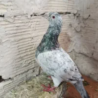 کفتر یاکبوتر