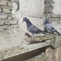 جوجه مصافتی|پرنده|فاضل آباد, |دیوار