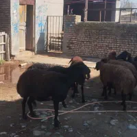 گوسفند|حیوانات مزرعه|سیمین شهر, |دیوار