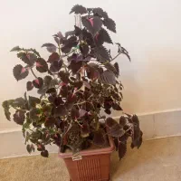 گل...|گل و گیاه طبیعی|لاران, |دیوار