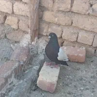 کبوتر سینه سیاه نر مست