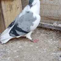 کبوتر نروماده دمگیر|پرنده|اصفهان, جاوان|دیوار