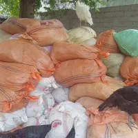 کود بوقلمون