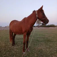 اسب مادیان آبستن