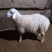 بره نر اندام درست واسه قوچ|حیوانات مزرعه|شیروان (خراسان), |دیوار