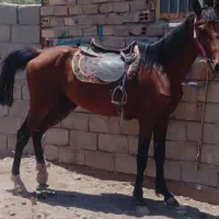 اسب