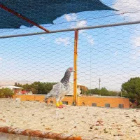 پرنده