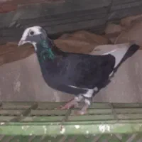 کبوتر آلمانی