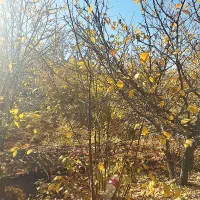 نهال آلو بخارا