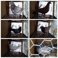 کبوتر املش|پرنده|املش, |دیوار