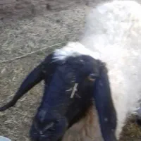 میش چهارزه فروشی دوقلوزا