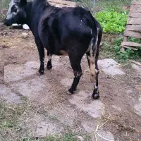 فروش گاو|حیوانات مزرعه|نوشهر, |دیوار