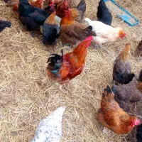 مرغ و خروس محلی
