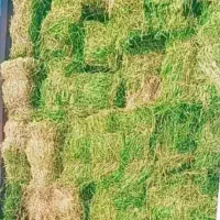 یونجه بده خشک کیلو ۴۵ تومن