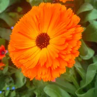 شیتزو تریر/سگ/واگذاری سگ/جفت اندازی