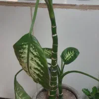 گلدان|صنایع دستی و سایر لوازم تزئینی|میانه, |دیوار