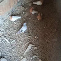 دو جفت کله ای